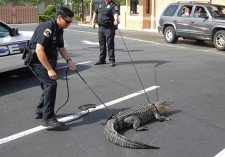 Police Wrestle Gator