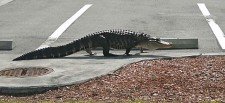 Police chase alligator