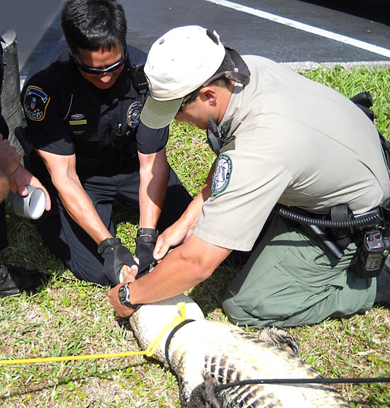 Police Alligator Training