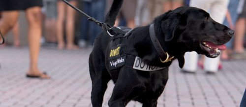 Vapor Wake K-9's give officers a valuable tool to combat mobile IED's like the Boston Bombers.