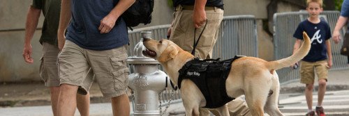 A Vapor Wake dog working a crowded public venue.